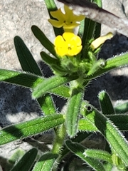 San Antonio stoneseed (Lithospermum mirabile)