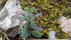 San Antonio stoneseed (Lithospermum mirabile)