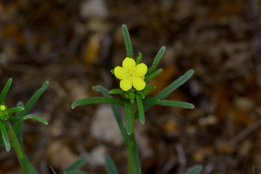 San Antonio stoneseed (Lithospermum mirabile)