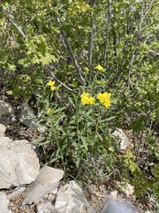 San Antonio stoneseed (Lithospermum mirabile)
