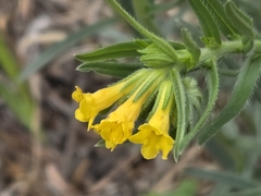 Manyflowered stoneseed (Lithospermum multiflorum)