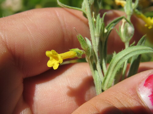 Manyflowered stoneseed (Lithospermum multiflorum)