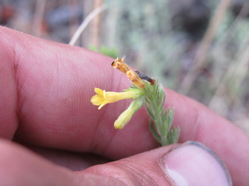 Manyflowered stoneseed (Lithospermum multiflorum)