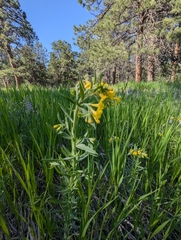 Manyflowered stoneseed (Lithospermum multiflorum)