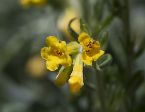 Manyflowered stoneseed (Lithospermum multiflorum)