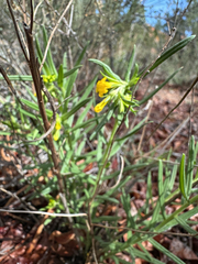 Manyflowered stoneseed (Lithospermum multiflorum)