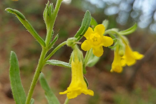Manyflowered stoneseed (Lithospermum multiflorum)