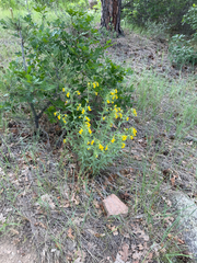 Manyflowered stoneseed (Lithospermum multiflorum)