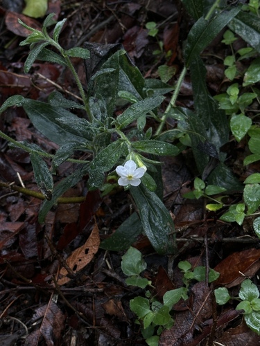 Lithospermum nelsonii (Lithospermum nelsonii)