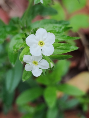 Lithospermum nelsonii (Lithospermum nelsonii)