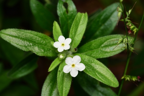 Lithospermum nelsonii (Lithospermum nelsonii)