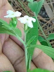 Lithospermum nelsonii (Lithospermum nelsonii)