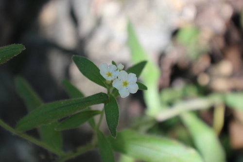 Lithospermum nelsonii (Lithospermum nelsonii)