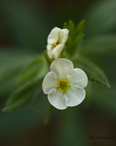 Lithospermum nelsonii (Lithospermum nelsonii)