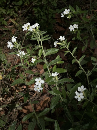 Lithospermum nelsonii (Lithospermum nelsonii)