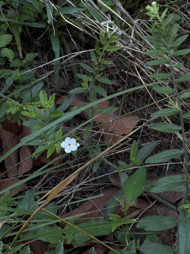 Lithospermum nelsonii (Lithospermum nelsonii)