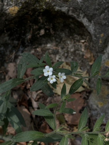 Lithospermum nelsonii (Lithospermum nelsonii)