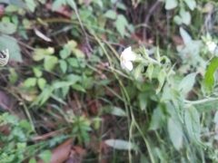 Lithospermum nelsonii (Lithospermum nelsonii)