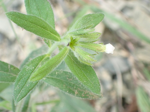 Lithospermum nelsonii (Lithospermum nelsonii)