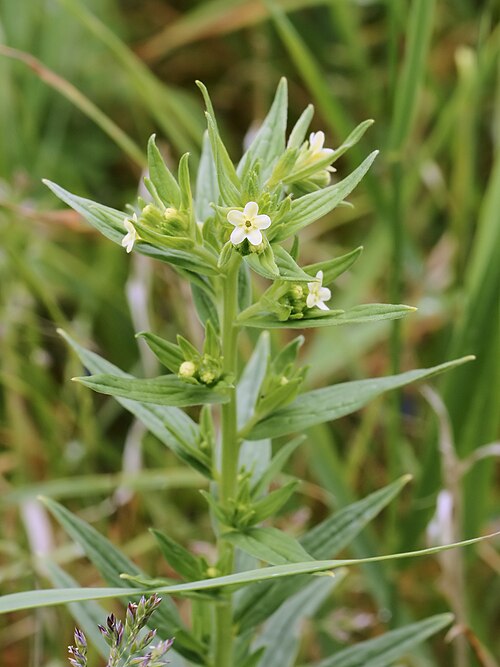 European stoneseed: common Gromwell at Koksijde, Belgium