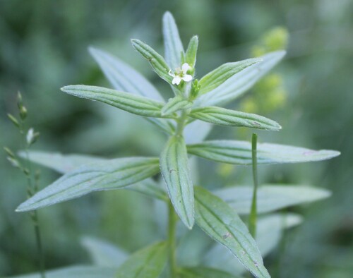 European stoneseed (Lithospermum officinale)