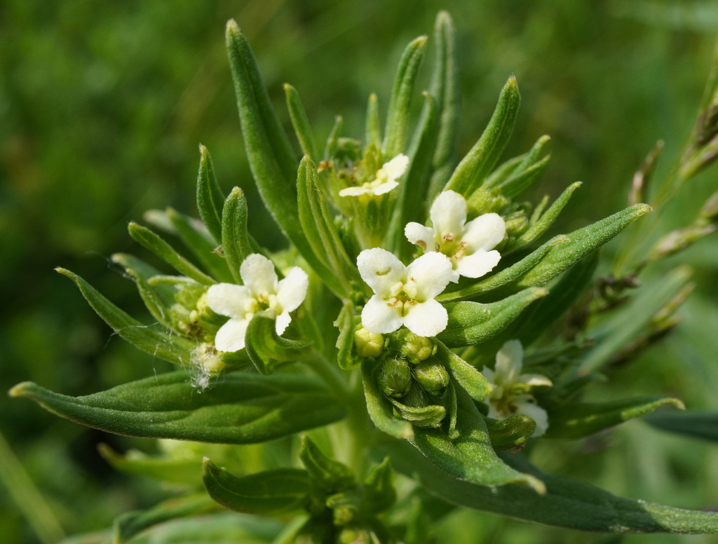 European stoneseed (Lithospermum officinale)