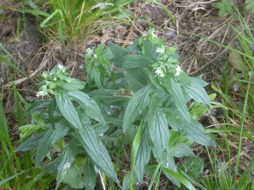European stoneseed (Lithospermum officinale)