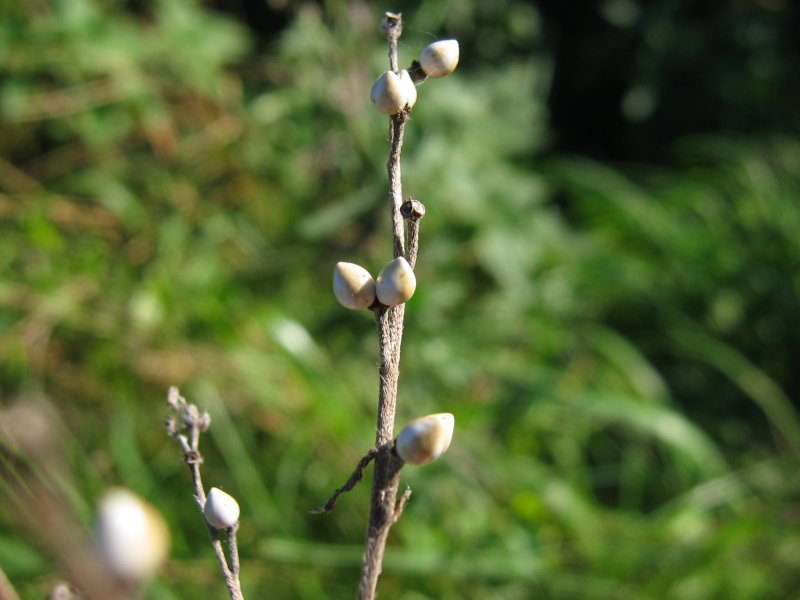 European stoneseed: Echter Steinsame