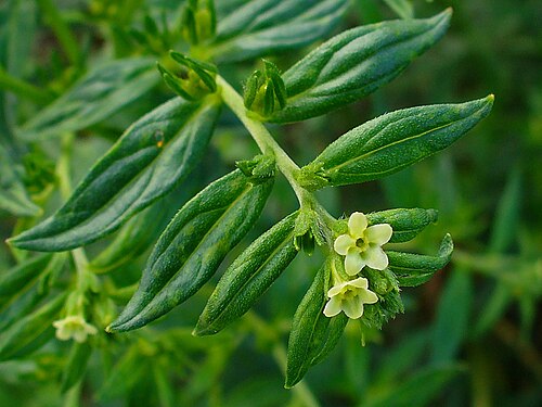 European stoneseed: Lithospermum officinale , Boraginaceae, Common Gromwell, European Stoneseed, flowers. The plant is used in homeopathy as remedy: Lithospermum officinale