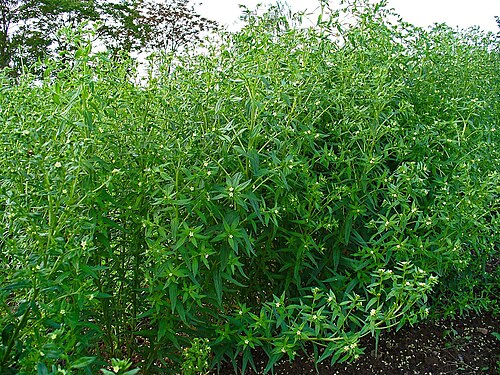 European stoneseed: Lithospermum officinale , Boraginaceae, Common Gromwell, European Stoneseed, habitus. The plant is used in homeopathy as remedy: Lithospermum officinale