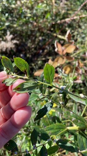 European stoneseed (Lithospermum officinale)