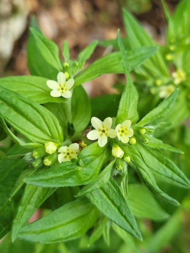 European stoneseed (Lithospermum officinale)