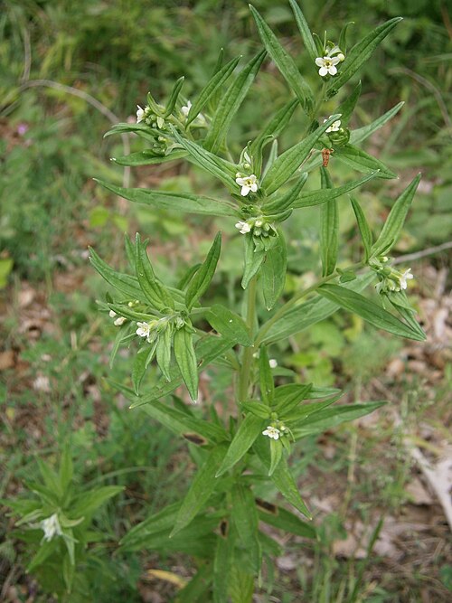 European stoneseed: Lithospermum officinale