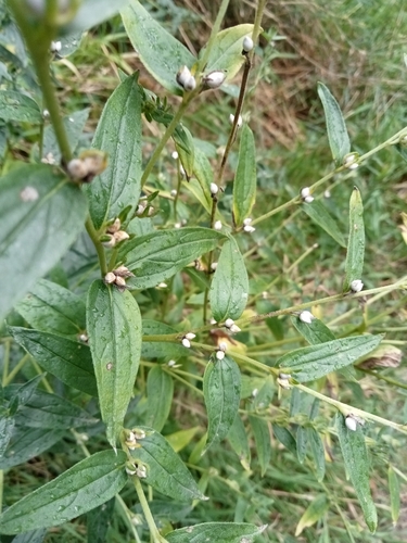 European stoneseed (Lithospermum officinale)