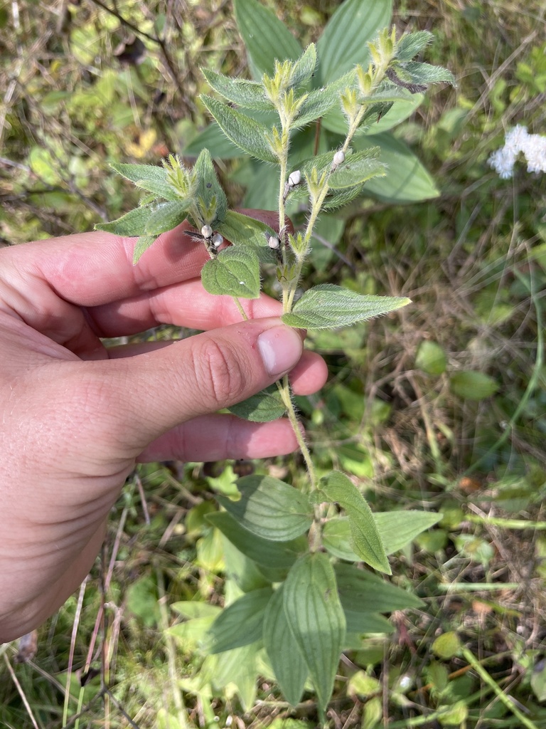 Lithospermum parviflorum (Lithospermum parviflorum)