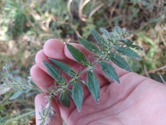 Lithospermum parviflorum (Lithospermum parviflorum)