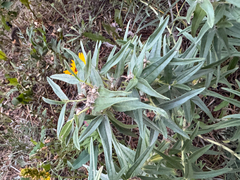 Western stoneseed (Lithospermum ruderale)