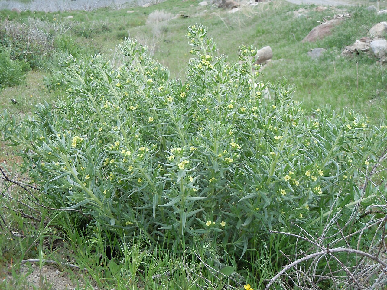 Western stoneseed: Lithospermum ruderale rebounds well post-fire.