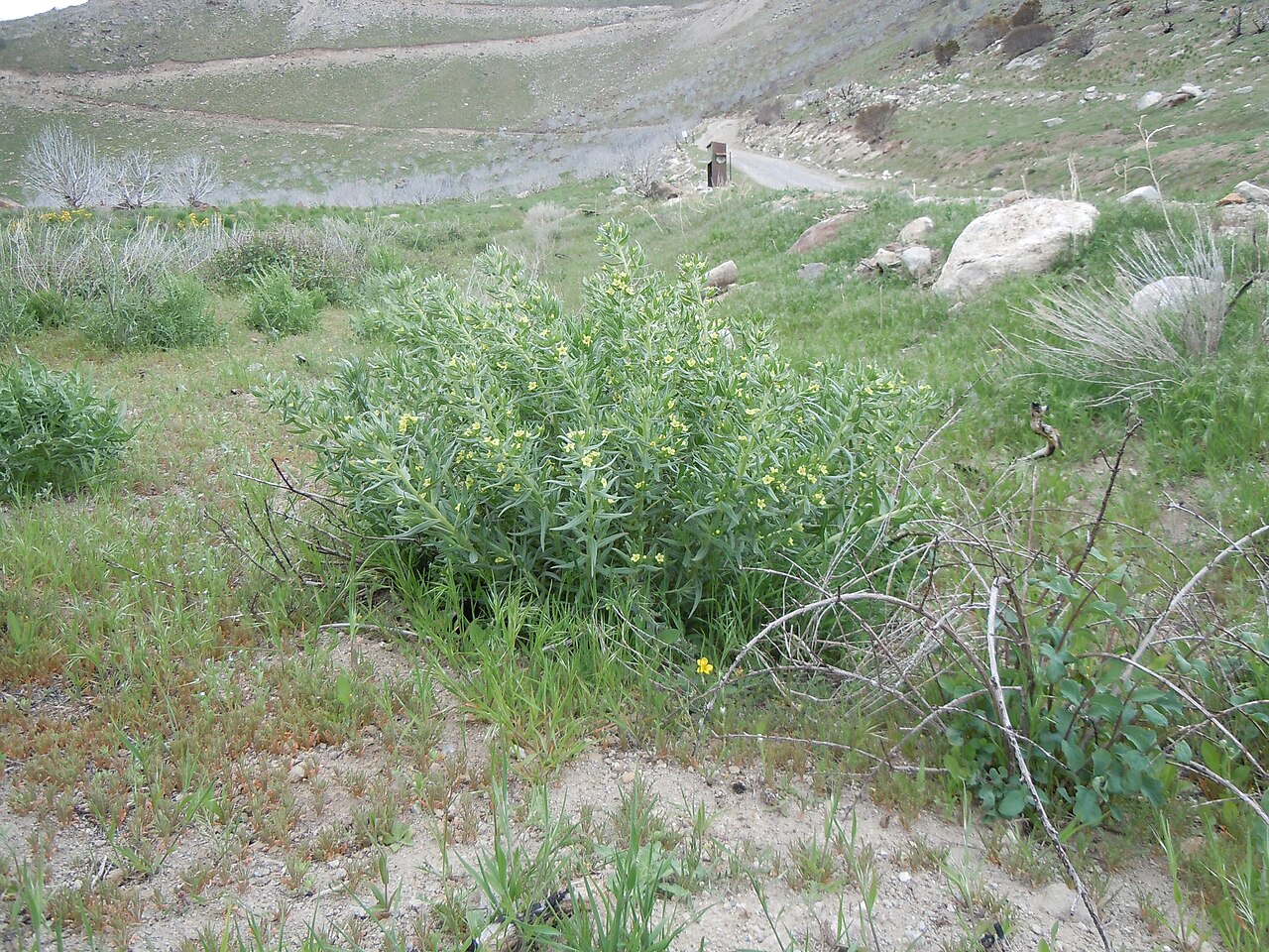 Western stoneseed: Lithospermum ruderale rebounds well post-fire.