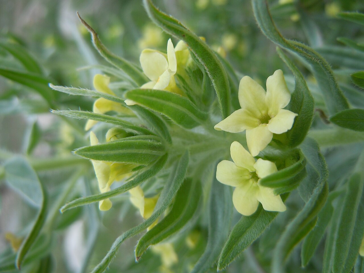 Western stoneseed: Lithospermum ruderale rebounds well post-fire.