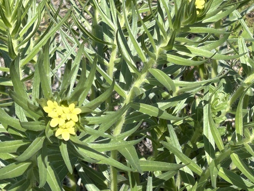 Western stoneseed (Lithospermum ruderale)