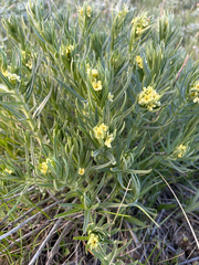 Western stoneseed (Lithospermum ruderale)