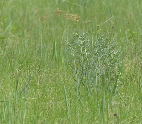 Western stoneseed (Lithospermum ruderale)