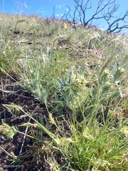 Western stoneseed (Lithospermum ruderale)