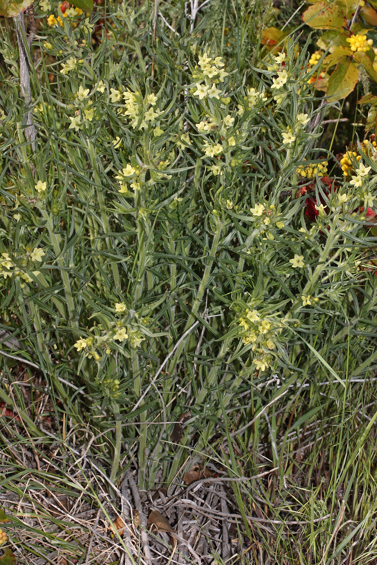 Western stoneseed: Western Stoneseed, Columbian Puccoon, Western Gromwell