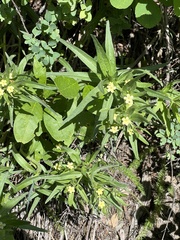Western stoneseed (Lithospermum ruderale)