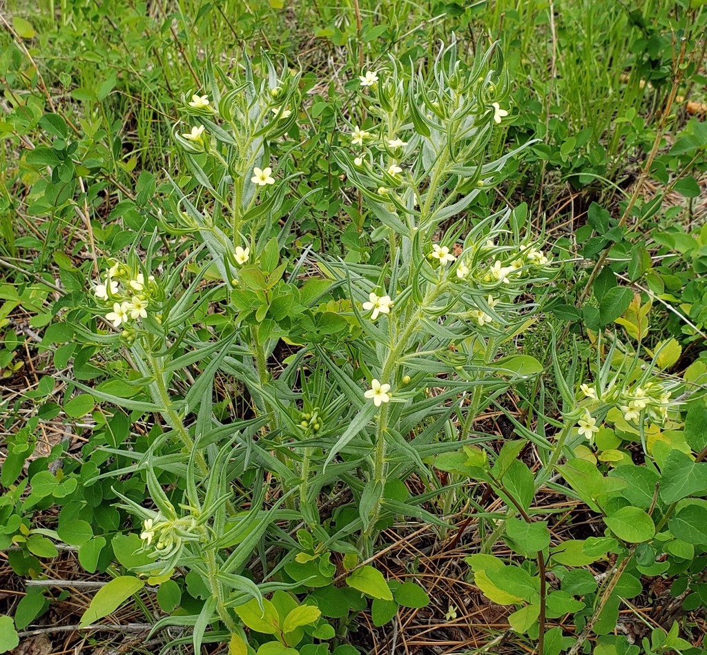 Western stoneseed (Lithospermum ruderale)