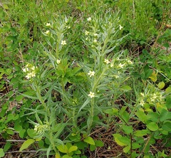 Western stoneseed (Lithospermum ruderale)