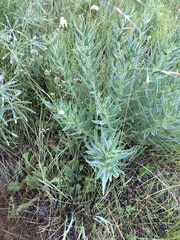 Western stoneseed (Lithospermum ruderale)