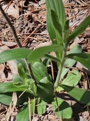 Tuberous stoneseed (Lithospermum tuberosum)